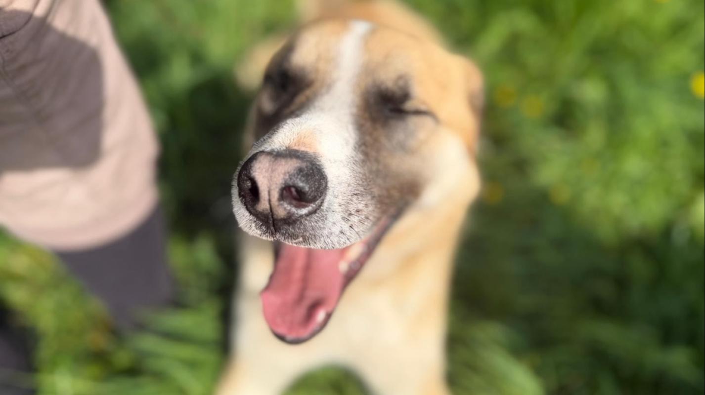 Dobri