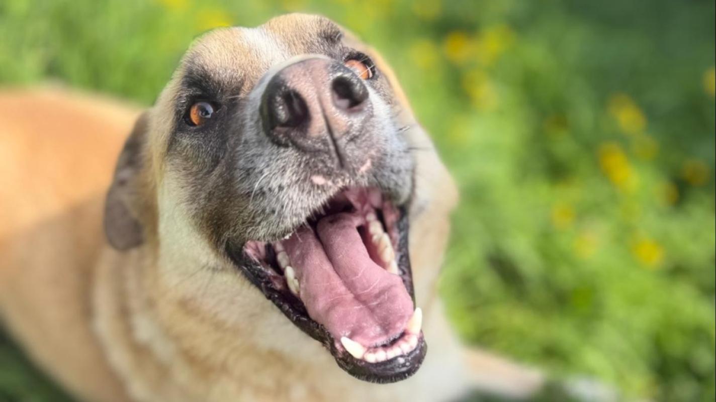Dobri