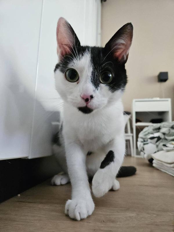 Bean
