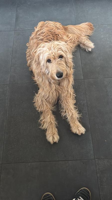 Lou
