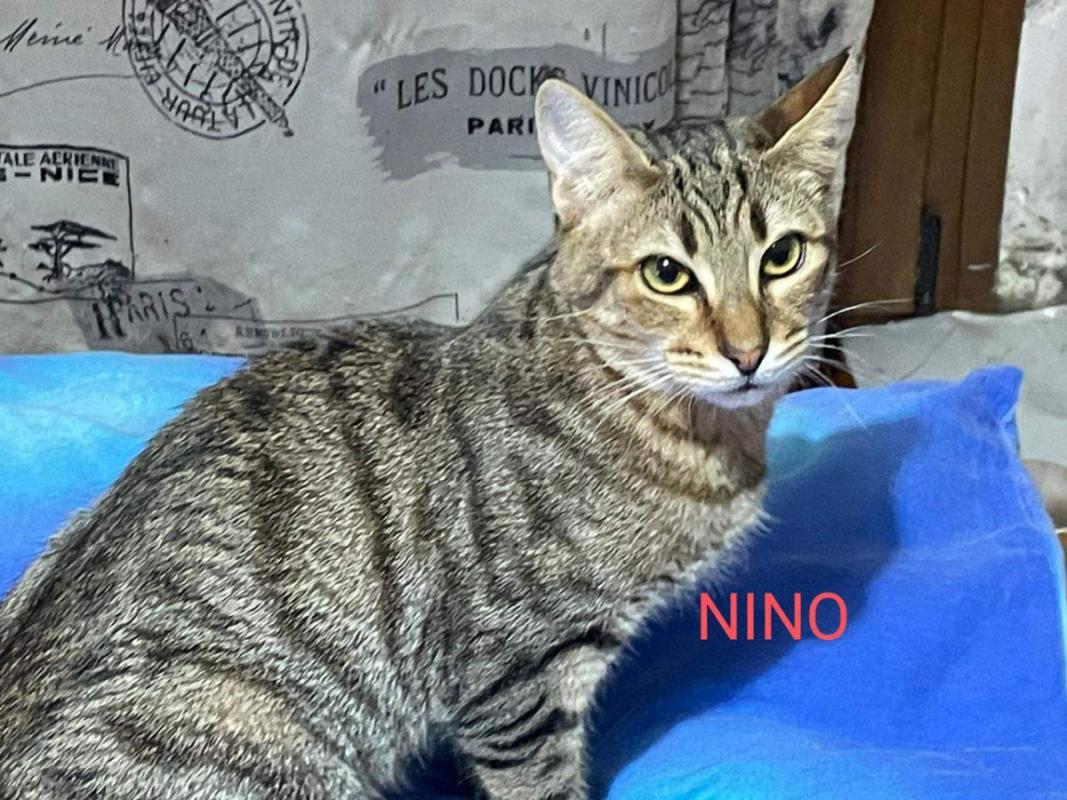 Nino