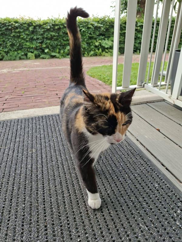 Minet