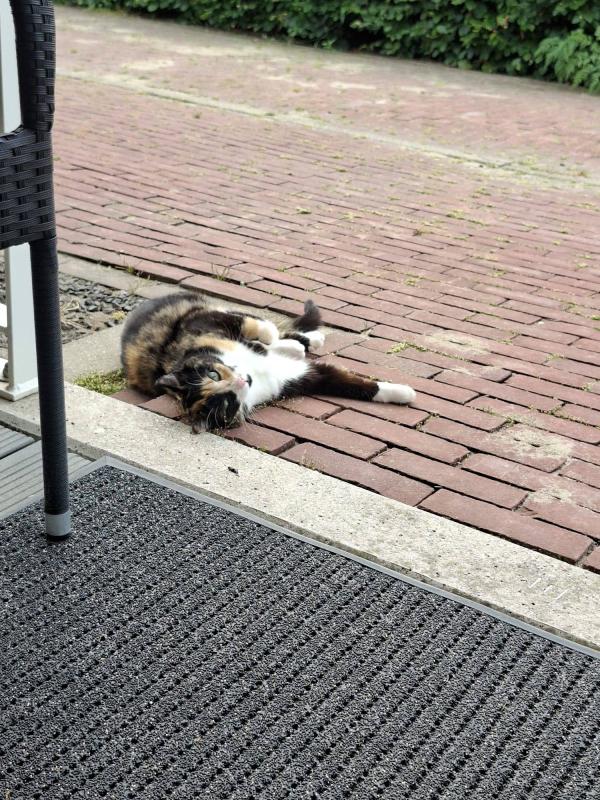 Minet