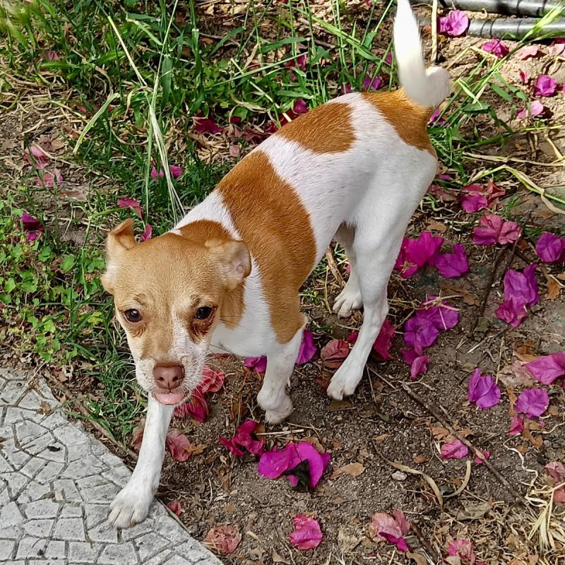 Nala