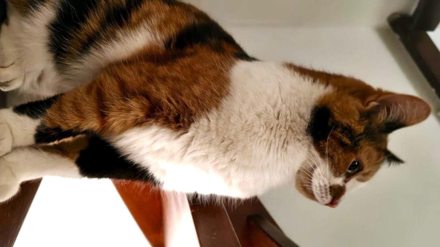 Nala