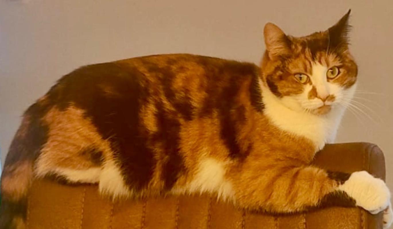 Nala