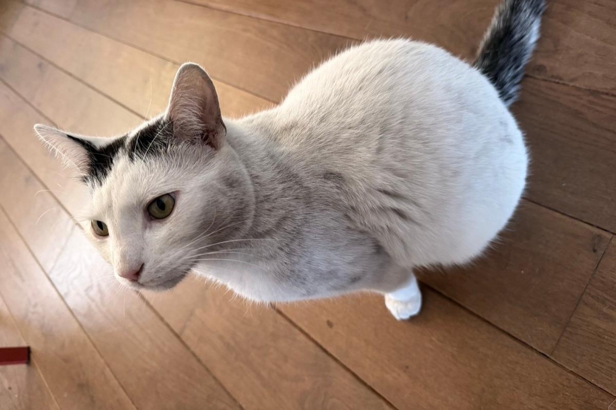 Mochi