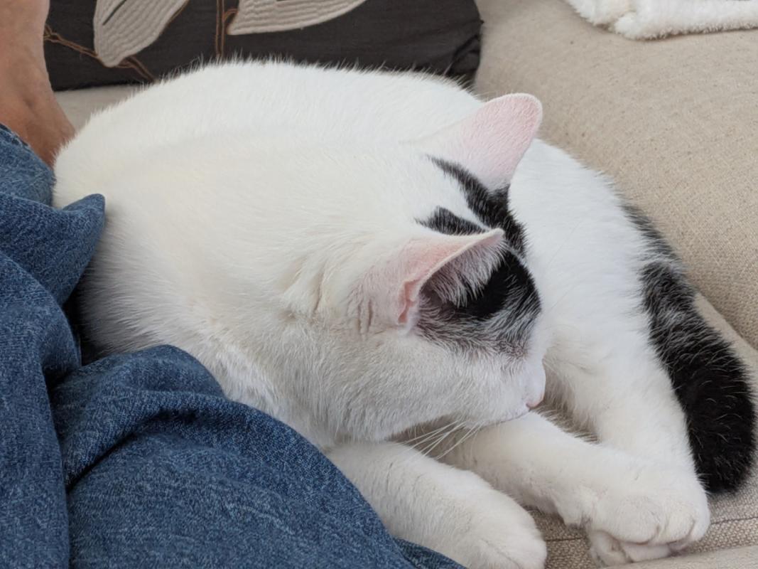 Mochi