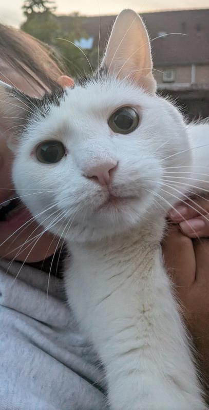 Mochi