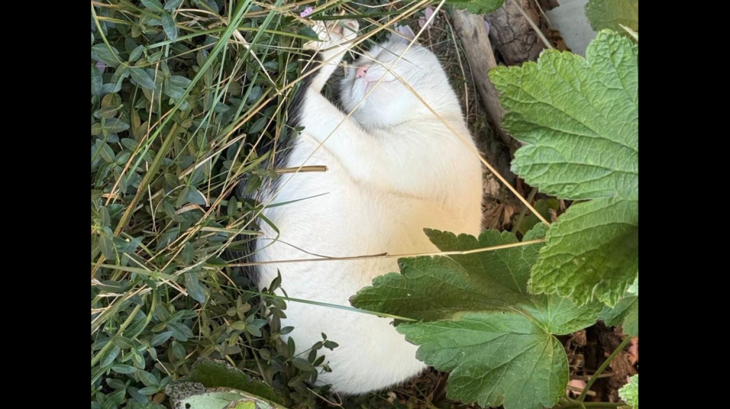 Mochi