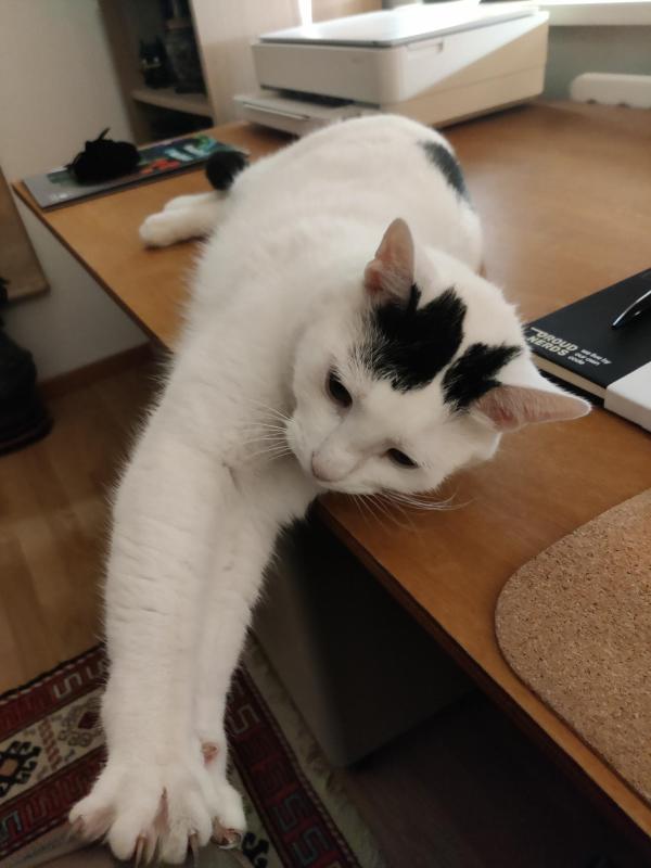 Mochi