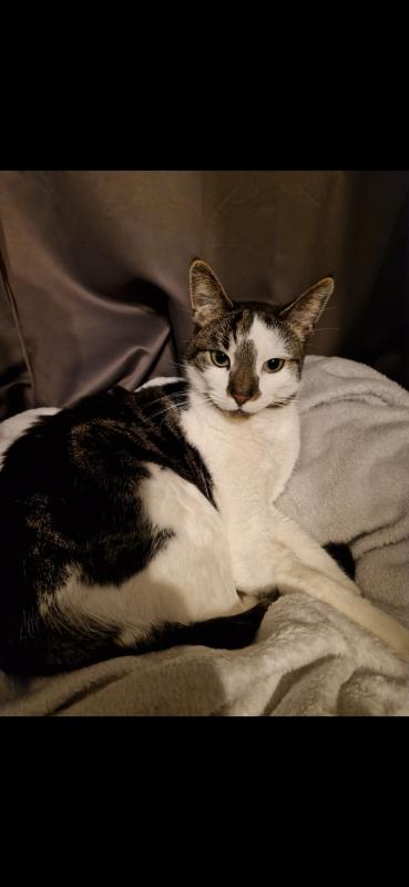 Loki