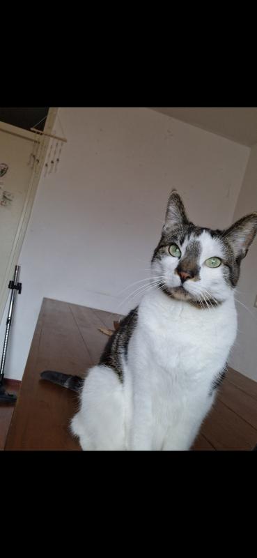 Loki