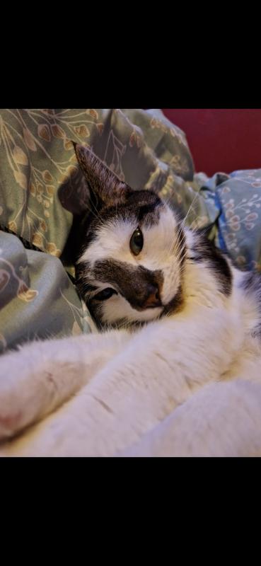 Loki