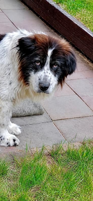 Murphy