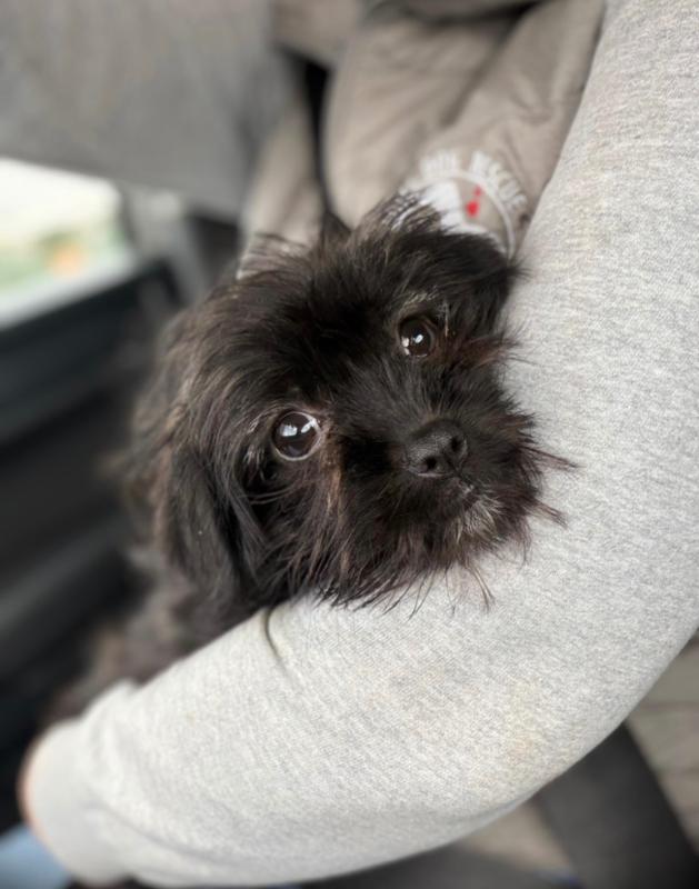 Gracie