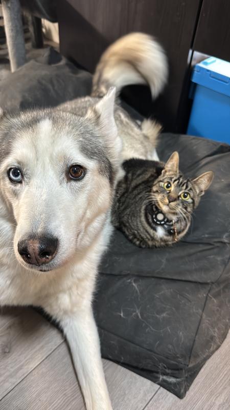 Lana