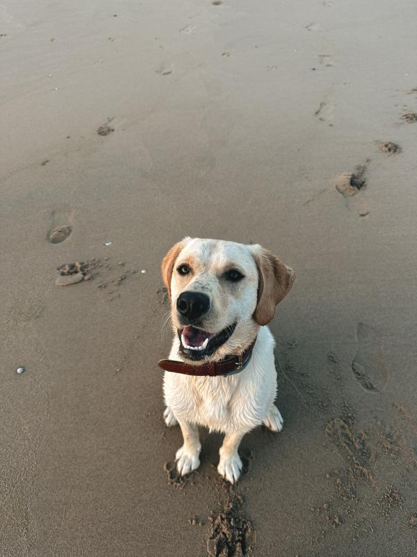 Milo