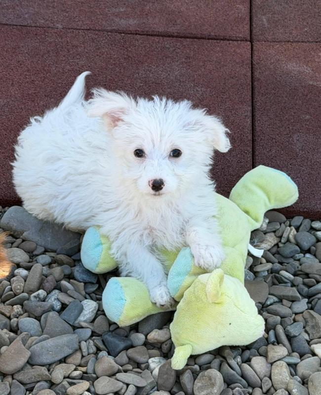 Pompom