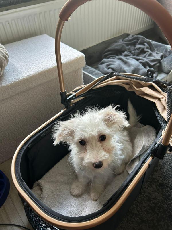 Pompom