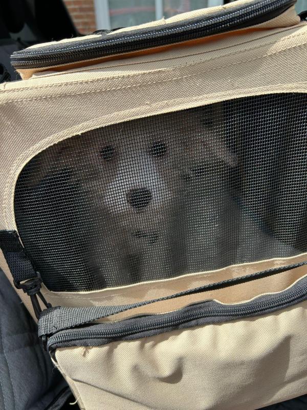 Pompom