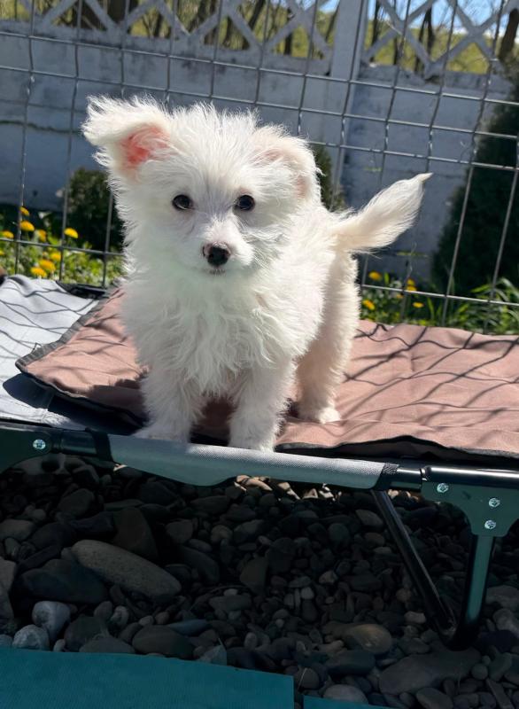 Pompom