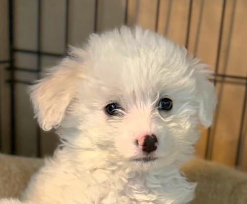 Pompom