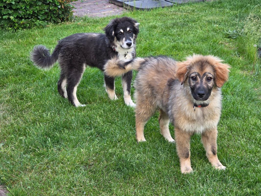 Ben