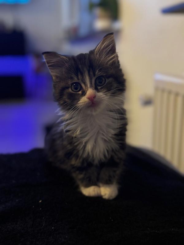 Nala