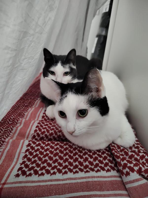 Paka (+ Fupi)