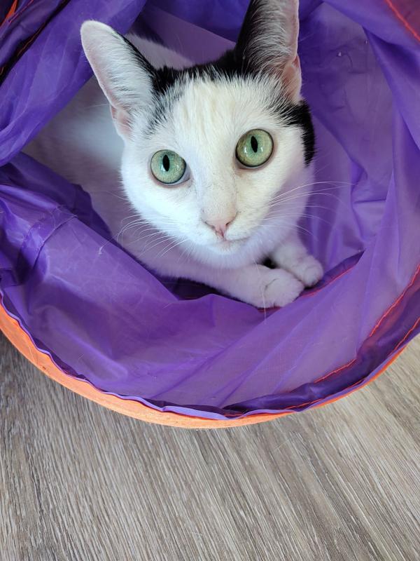 Paka
