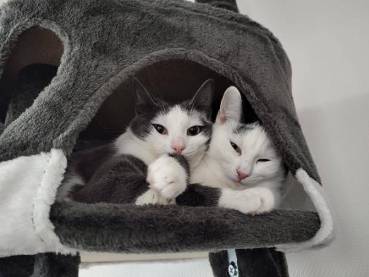 Paka (+ Fupi)