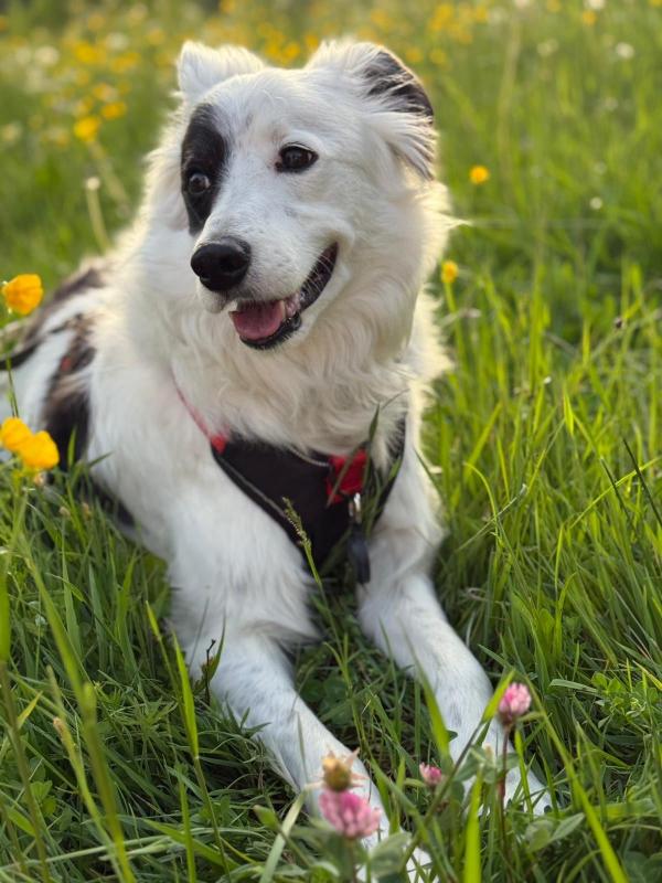 Loki