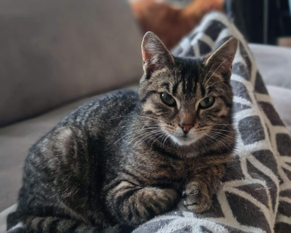Sascha