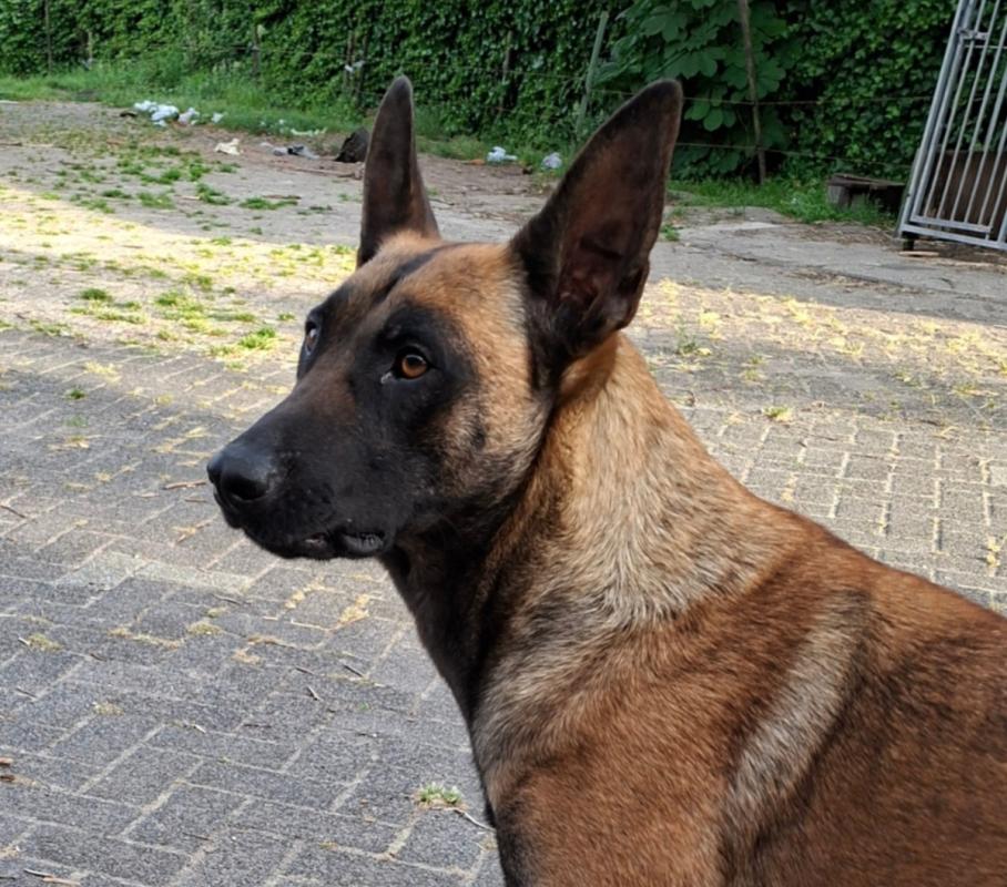 Sheila