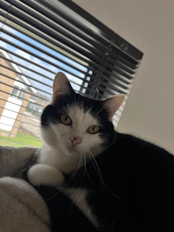 Coco