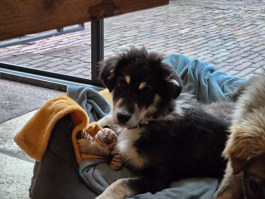 Teddy