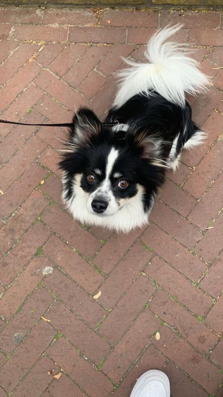 Buddy