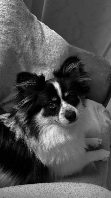 Buddy