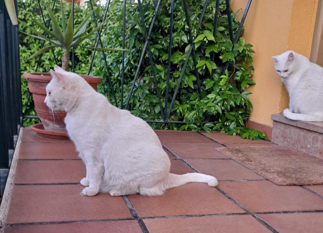 Gordo