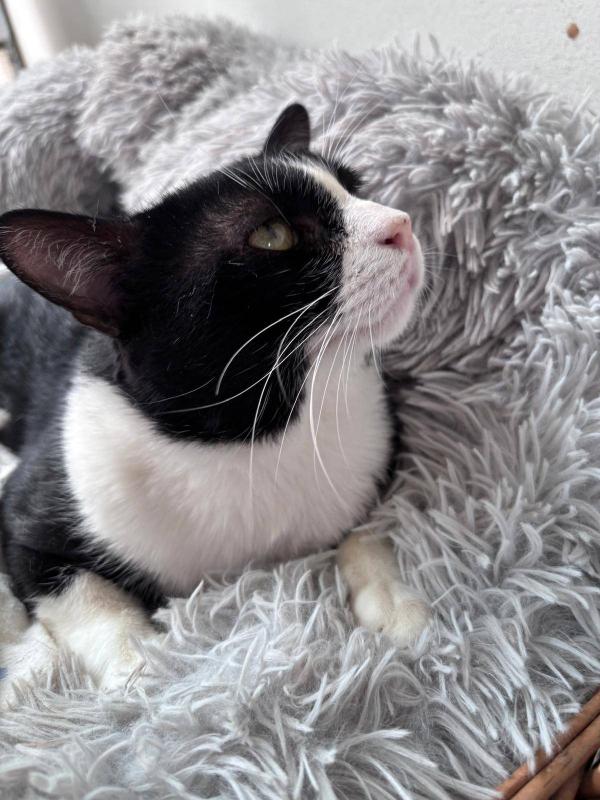 Oreo