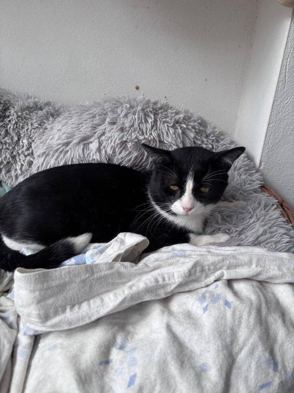 Oreo