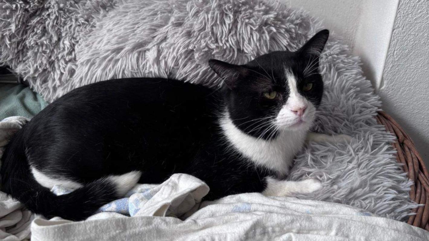 Oreo