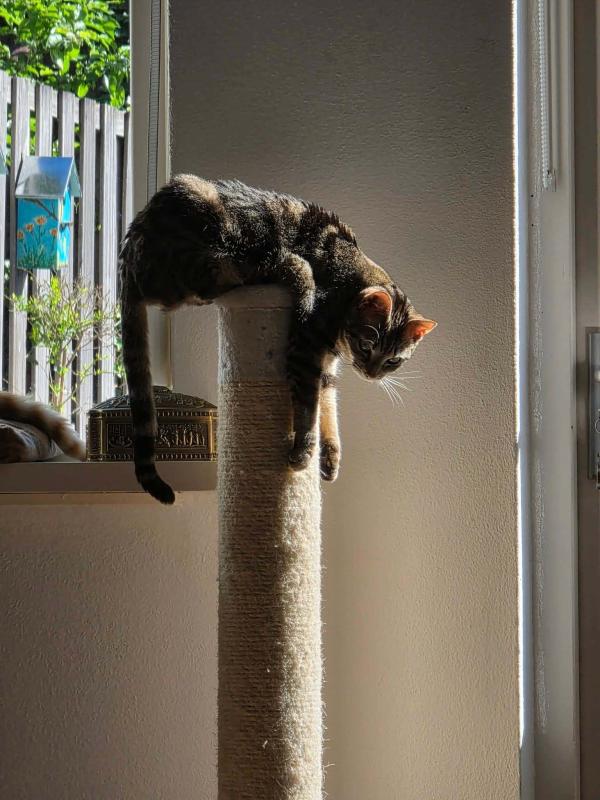 Nova