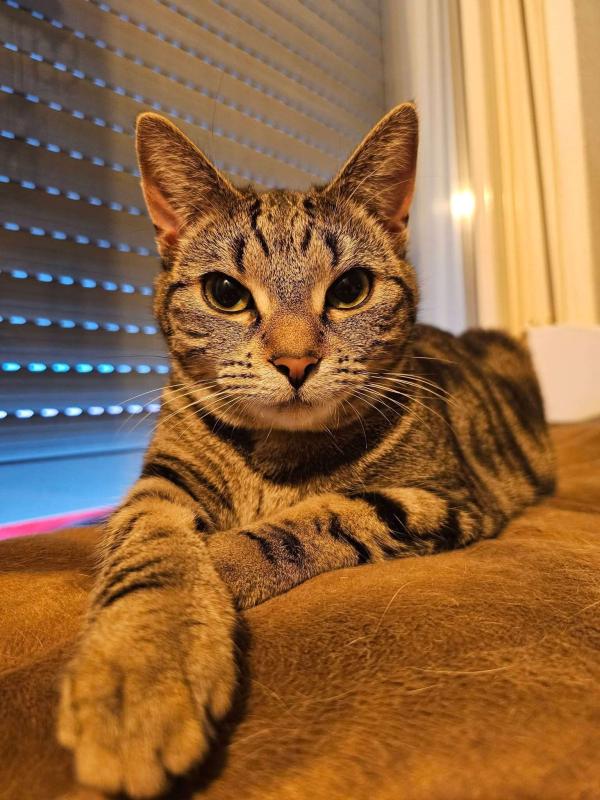 Nova