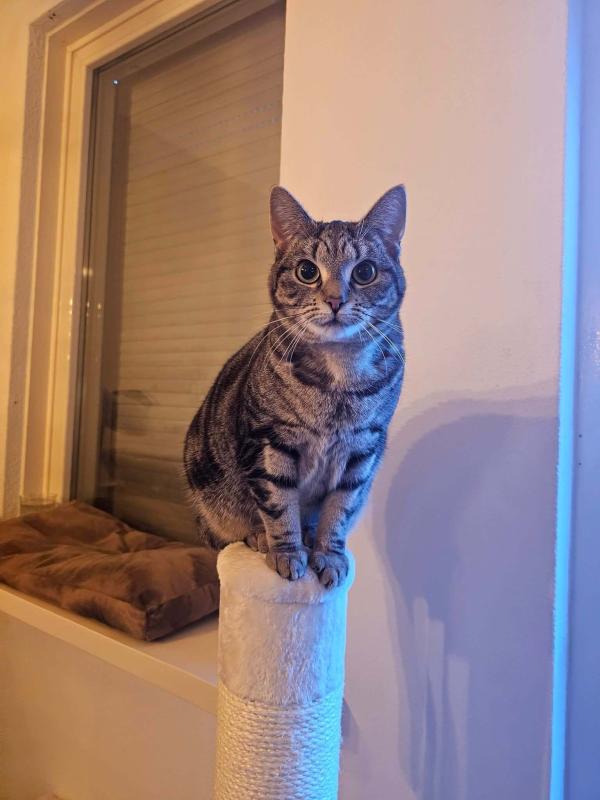 Nova