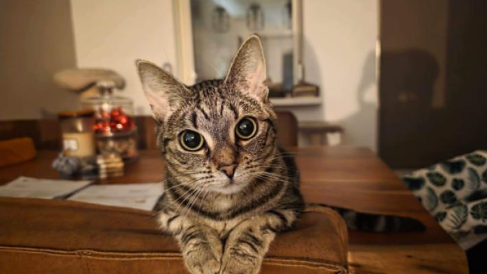 Nova