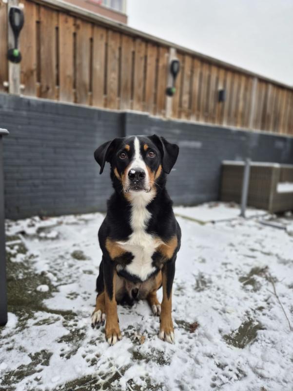 Bodi