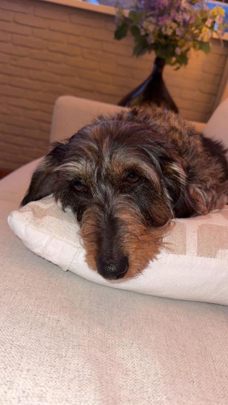 Joep