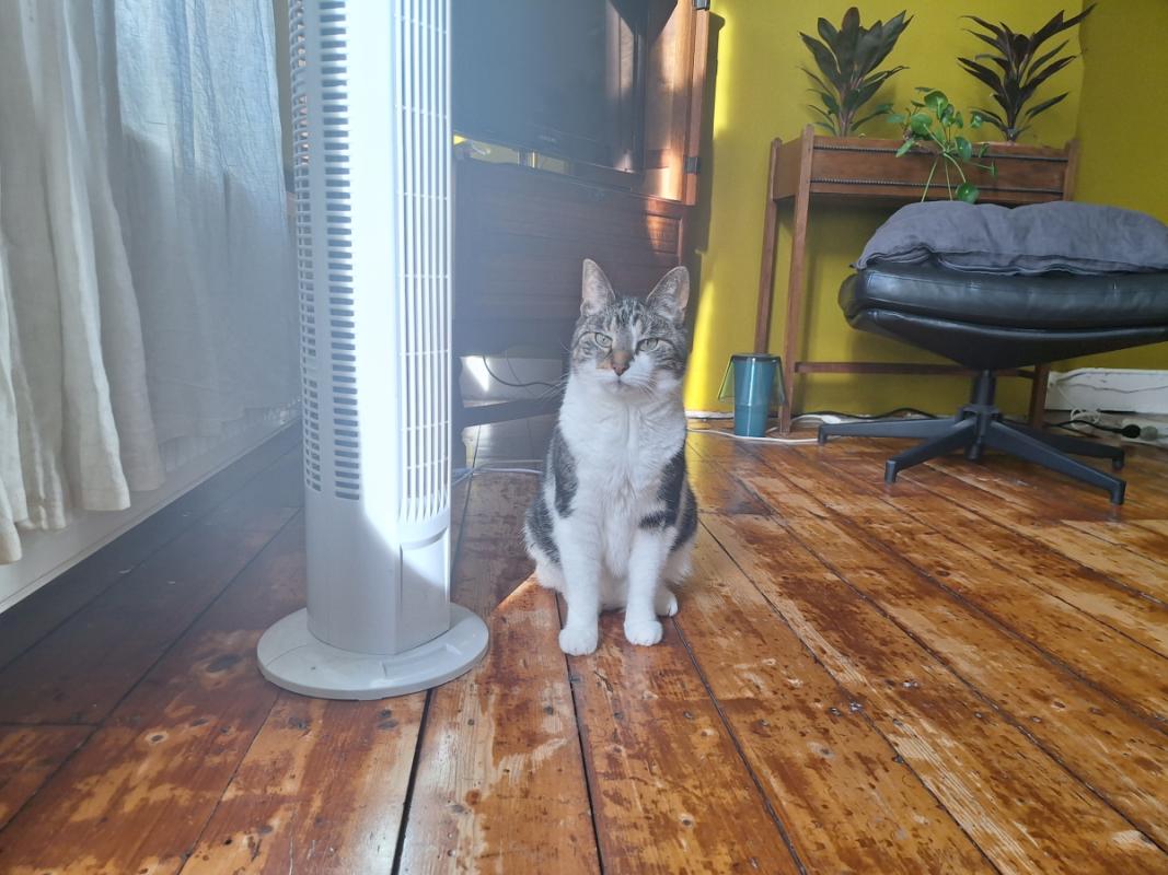 Nelson